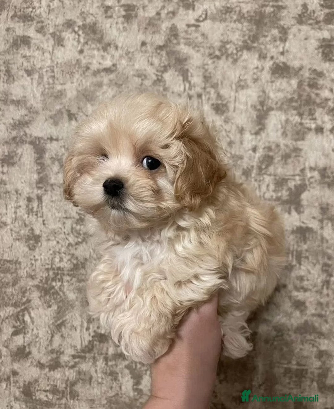 Maltipoo cani in vendita: Maltipoo - Annuncio 2