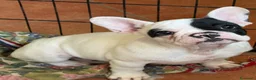 Bulldog Francese cani in vendita: Bulldog francese pronta  - Annuncio 2