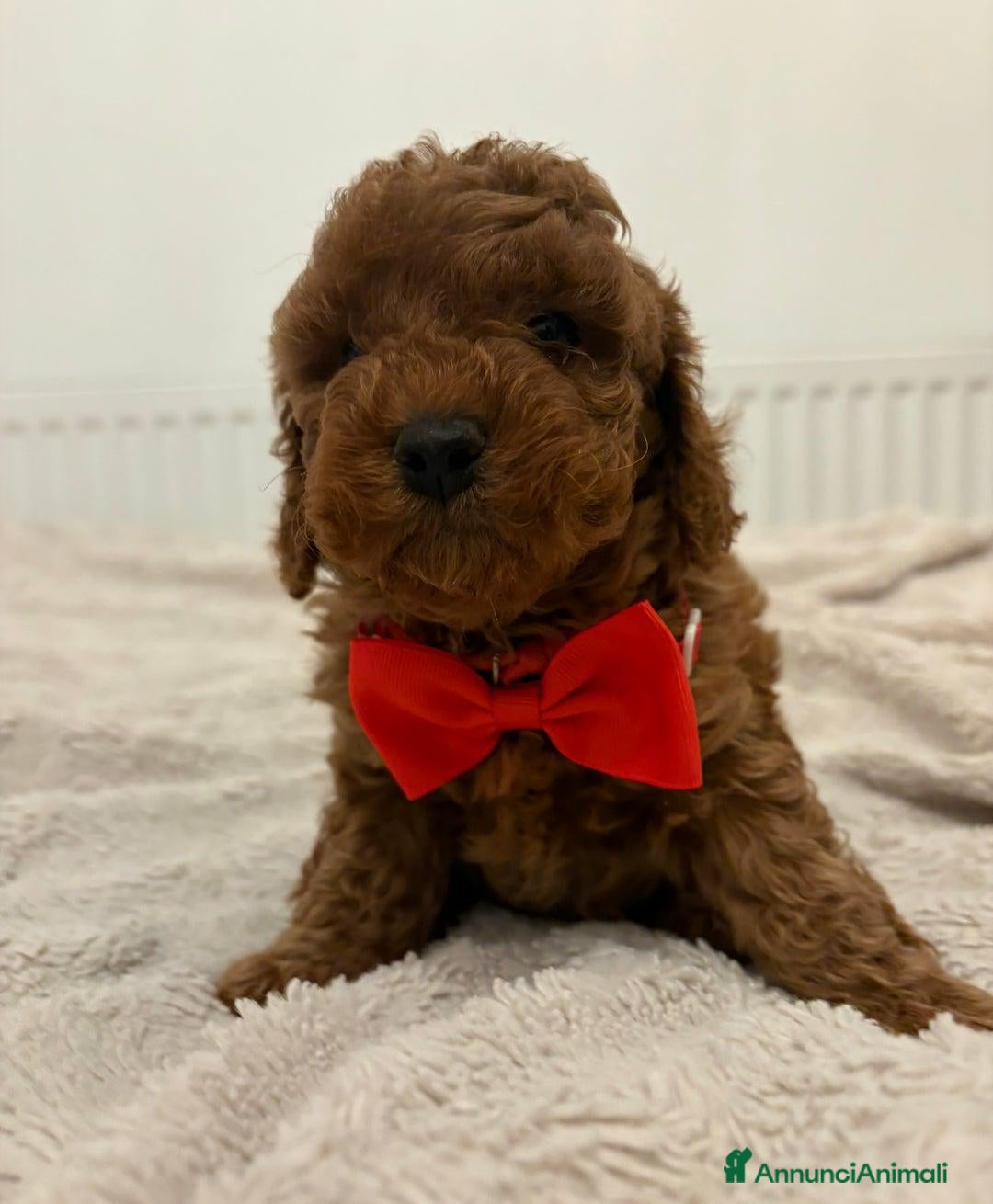 Cockapoo cani in vendita: Cuccioli di Cockapoo F2b disponibili - Annuncio 21