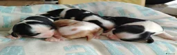 Cavalier King cani in vendita: Cavalier king con pedigree enci  a Provincia di Sondrio - Annuncio 7