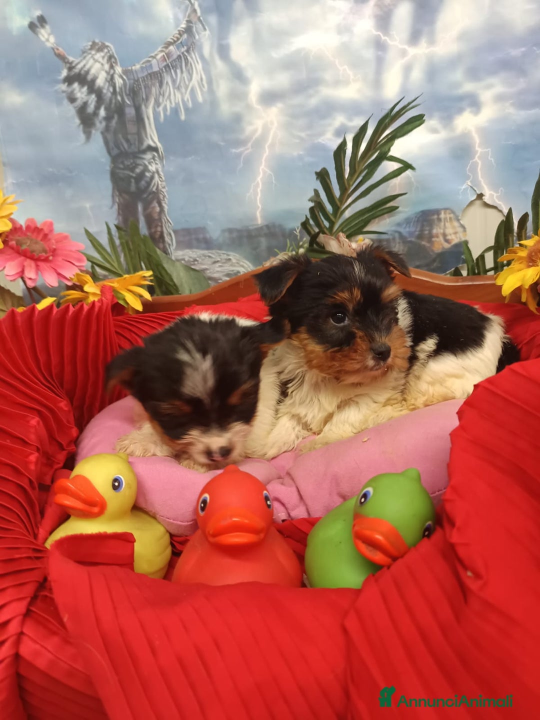 Biewer Terrier cani in vendita: BIEWER   YORKSHIRE TERRIER  - Annuncio 4