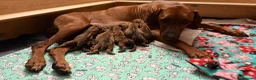 Rhodesian Ridgeback cani in vendita: Wid Gees Litter - Annuncio 6