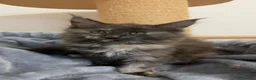 Maine Coon gatti in vendita: Gattini Maine Coon - Annuncio 14