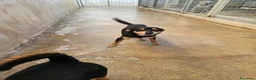 Pinscher Tedesco cani in regalo: Philips: pinscherino socievole. Lo cedono  - Annuncio 6