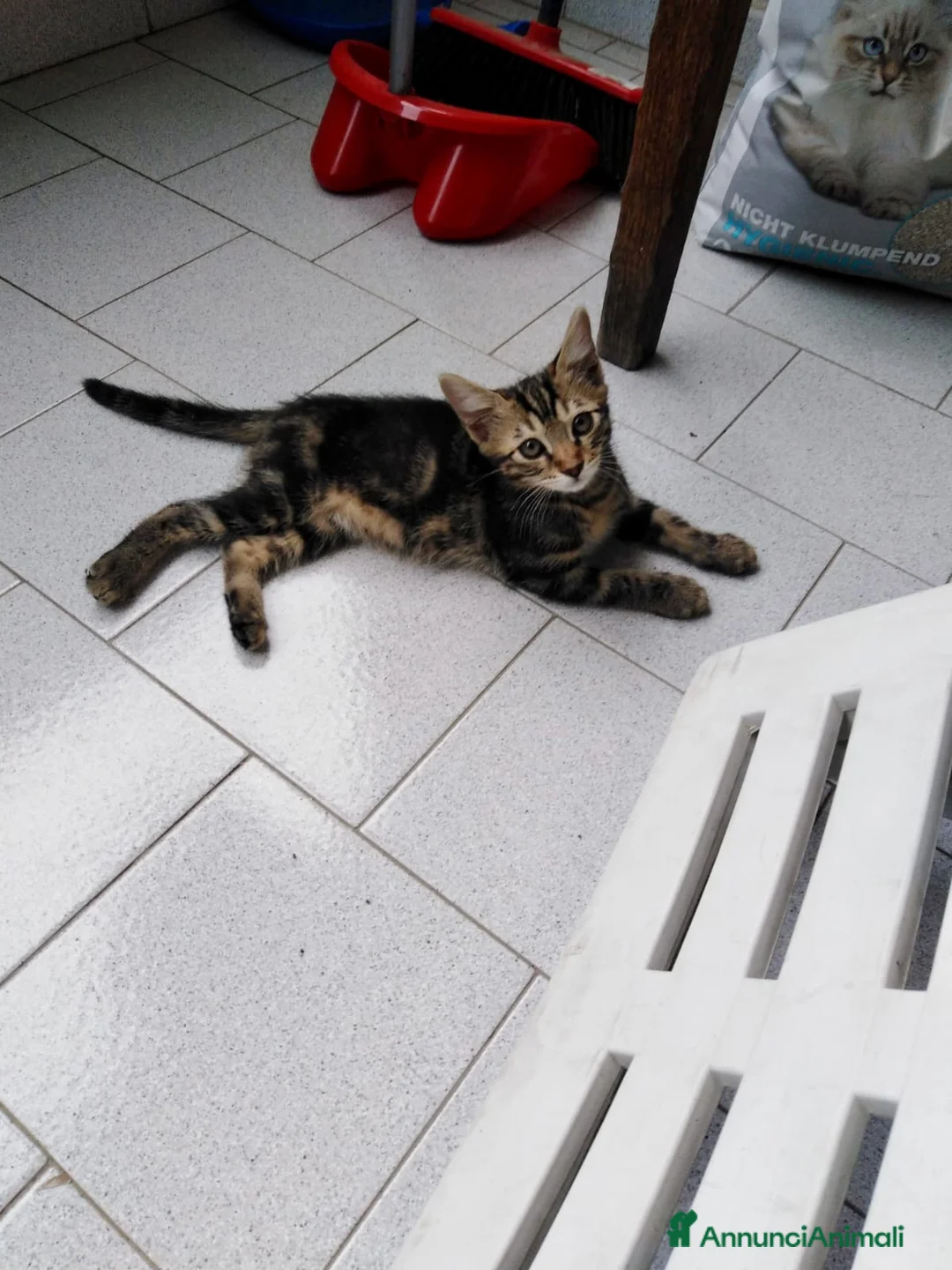 Europeo gatti in regalo: Gatto maschio adulto (sterilizzato) - Annuncio 31