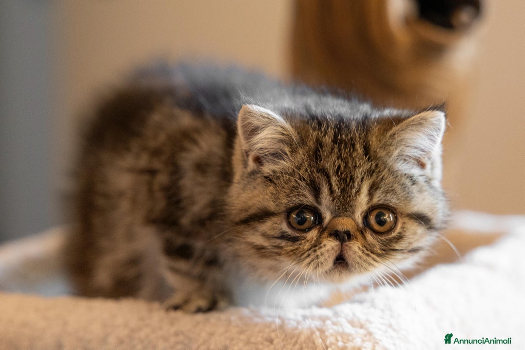 Persiano gatti in vendita: Gatti Persiani ed Exotic Shorhair - Annuncio 5