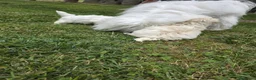 Maltese cani in vendita: Maltese  - Annuncio 13