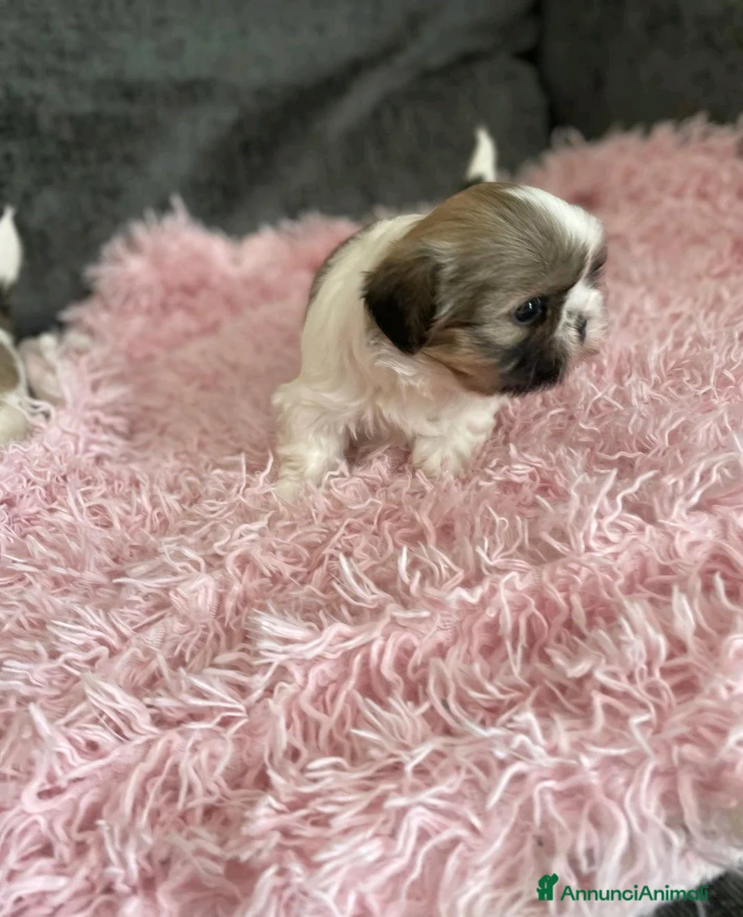 Shih Tzu cani in vendita: Cuccioli di Shih Tzu Imperiale a Città metropolitana di Milano - Annuncio 8