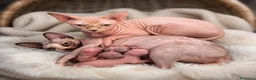 Sphynx gatti in vendita: Cuccioli di sphynx  - Annuncio 5