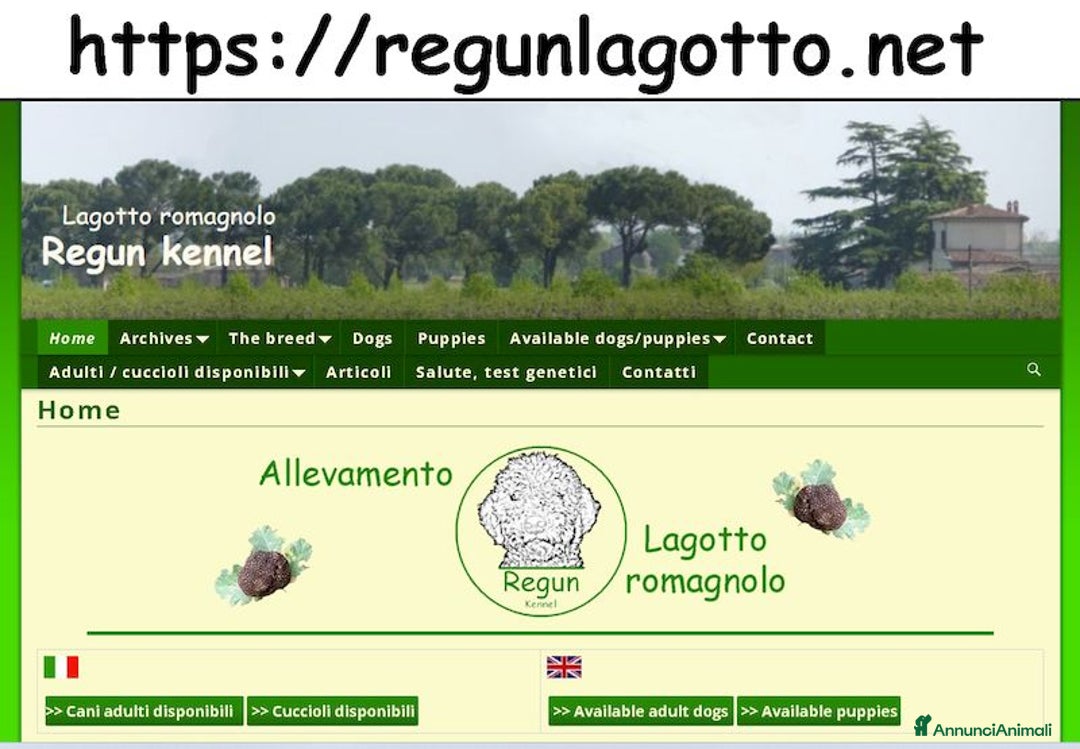 Lagotto cani in vendita: Lagotto romagnolo - cuccioli - Annuncio 9