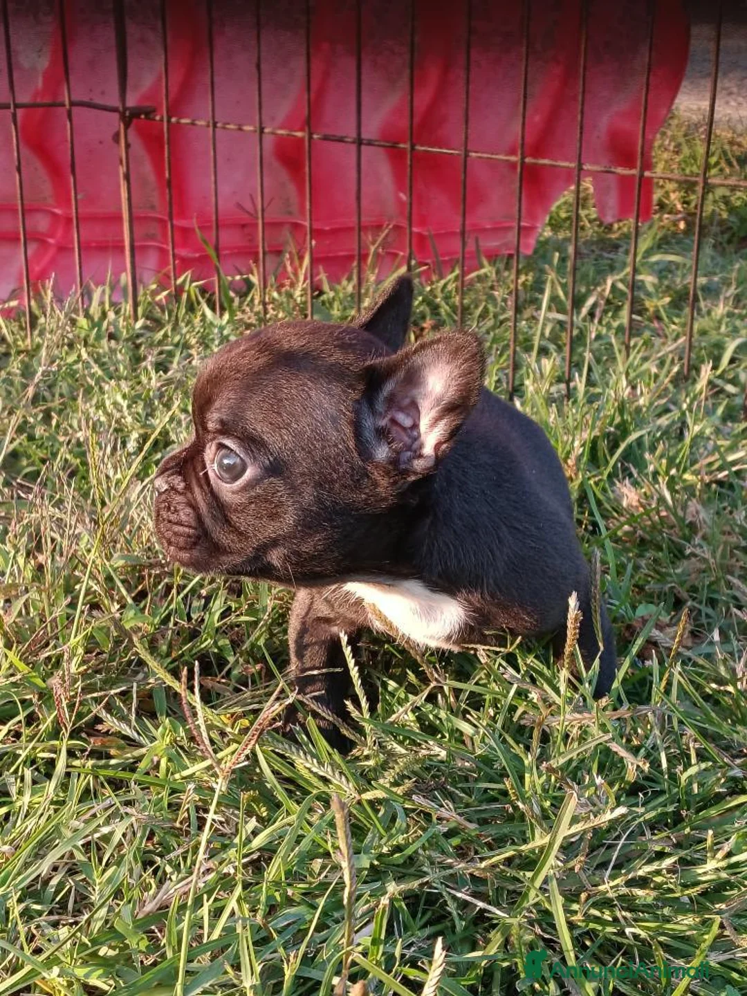 Bulldog Francese cani in vendita: Bulldog francese esotico  - Annuncio 6