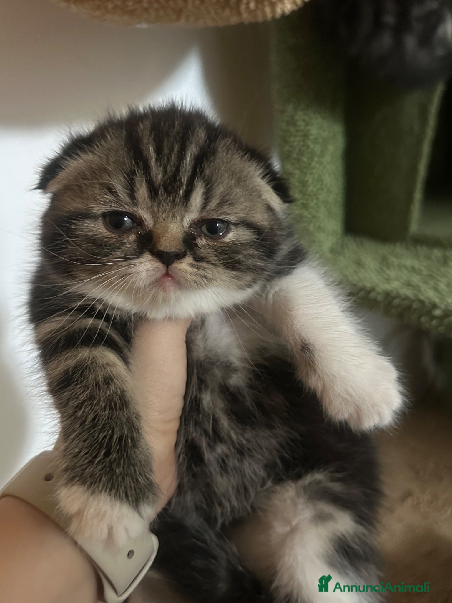 Scottish gatti Cucciola Scottish fold - Annuncio 4