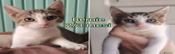Europeo gatti in regalo: GATTINI IN CERCA D'AMORE  a Città Metropolitana di Bologna - Annuncio 2