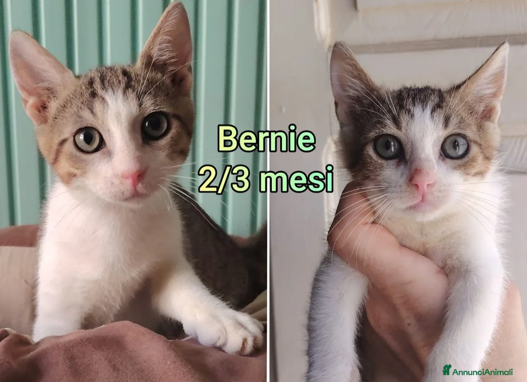 Europeo gatti in regalo: GATTINI IN CERCA D'AMORE  a Città Metropolitana di Bologna - Annuncio 2