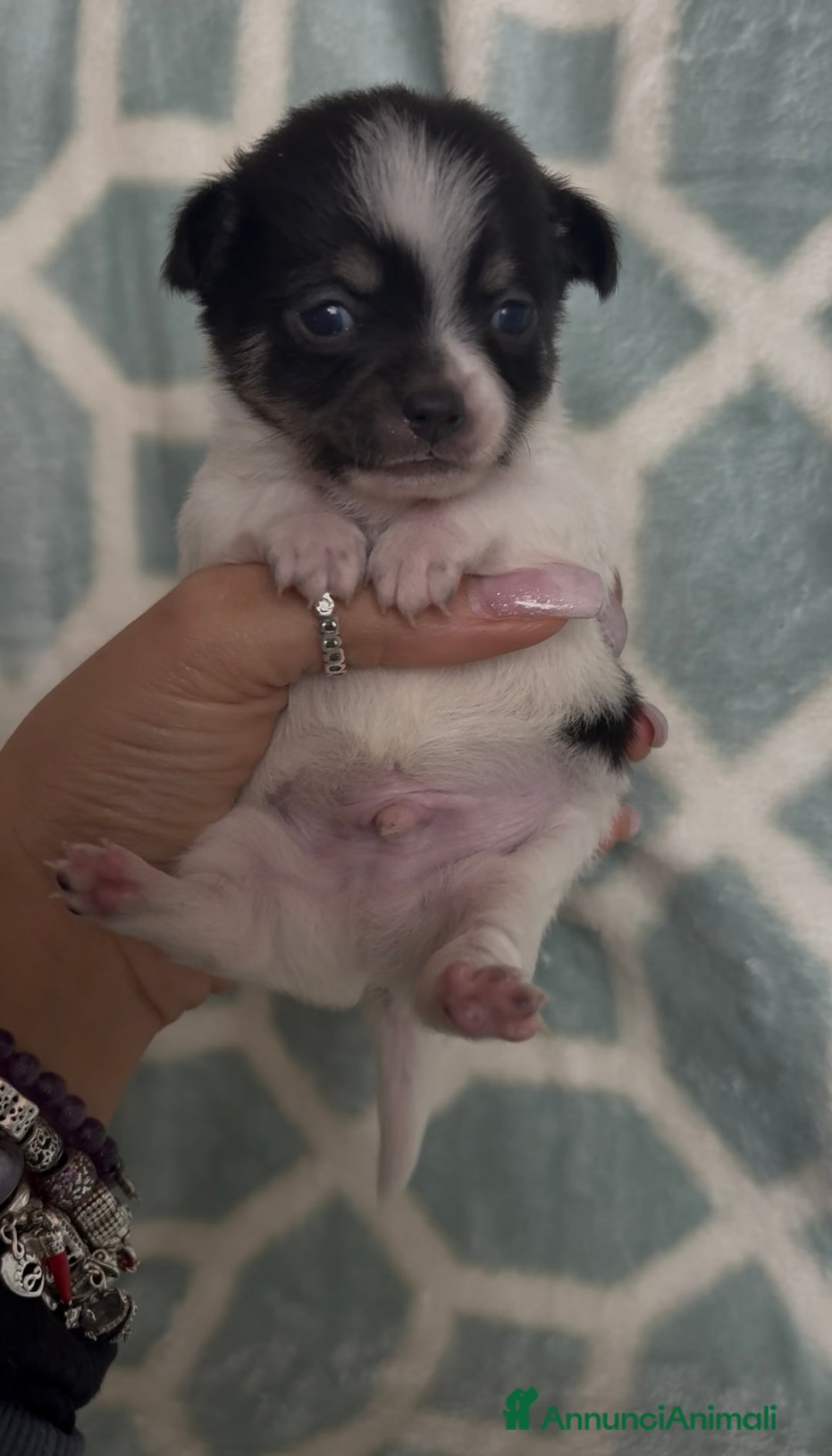 Chihuahua cani in vendita: Chihuahua  - Annuncio 5