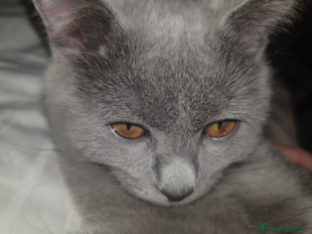 Certosino gatti in vendita: GATTINI CERTOSINI - Annuncio 5