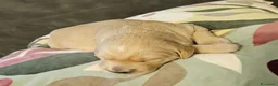 Golden Retriever cani in vendita: Cucciole Golden Retriever  - Annuncio 6