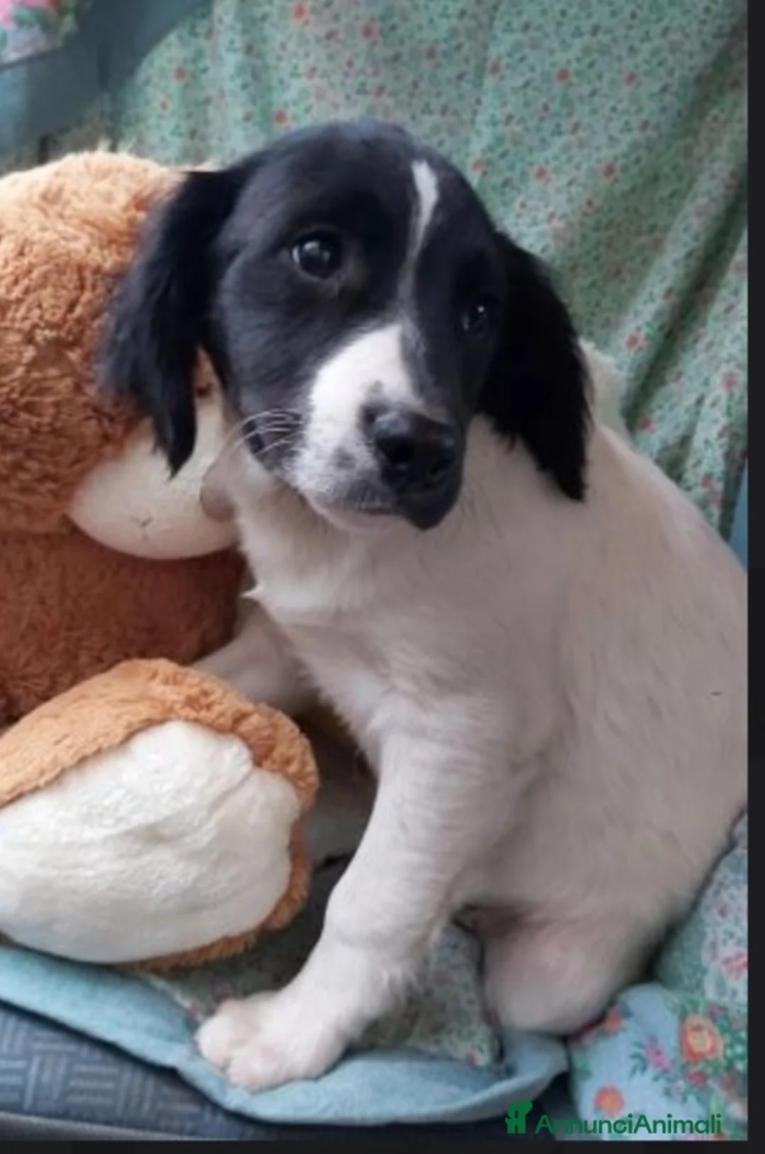 Meticcio cani in regalo: 2mix Breton 20mesi finiti in 1pessimo canile.CALAB a Città metropolitana di Milano - Annuncio 2