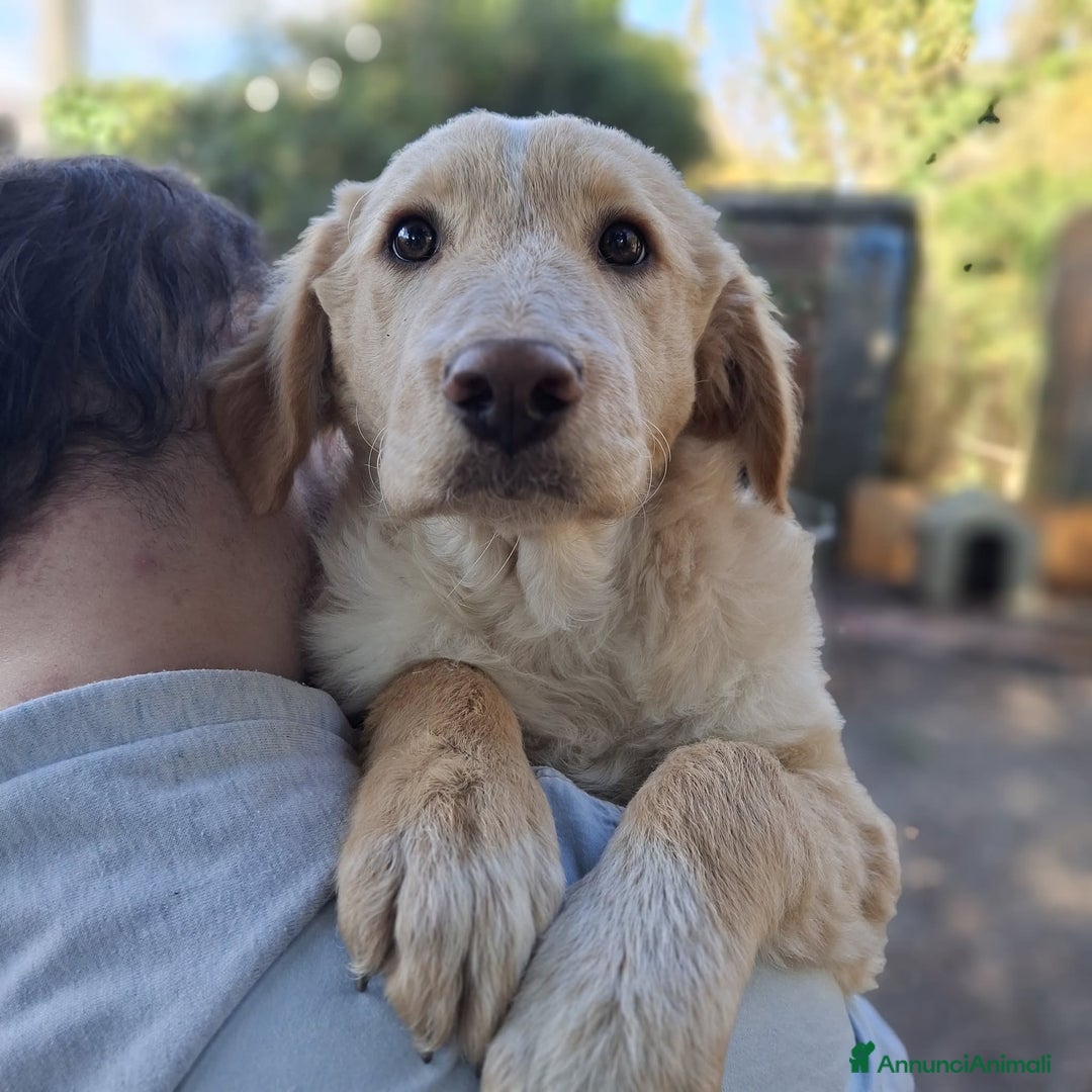 Meticcio cani in regalo: 4 CUCCIOLE impaurite cercano famiglie speciali! - Annuncio 6