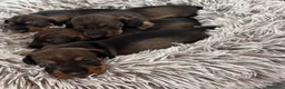 Bassotto cani in vendita: Cuccioli di bassotto tedesco standard a pelo duro - Annuncio 6
