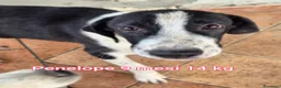 Meticcio cani in regalo: TANTI CUCCIOLI SOLI  a Provincia di Vicenza - Annuncio 9