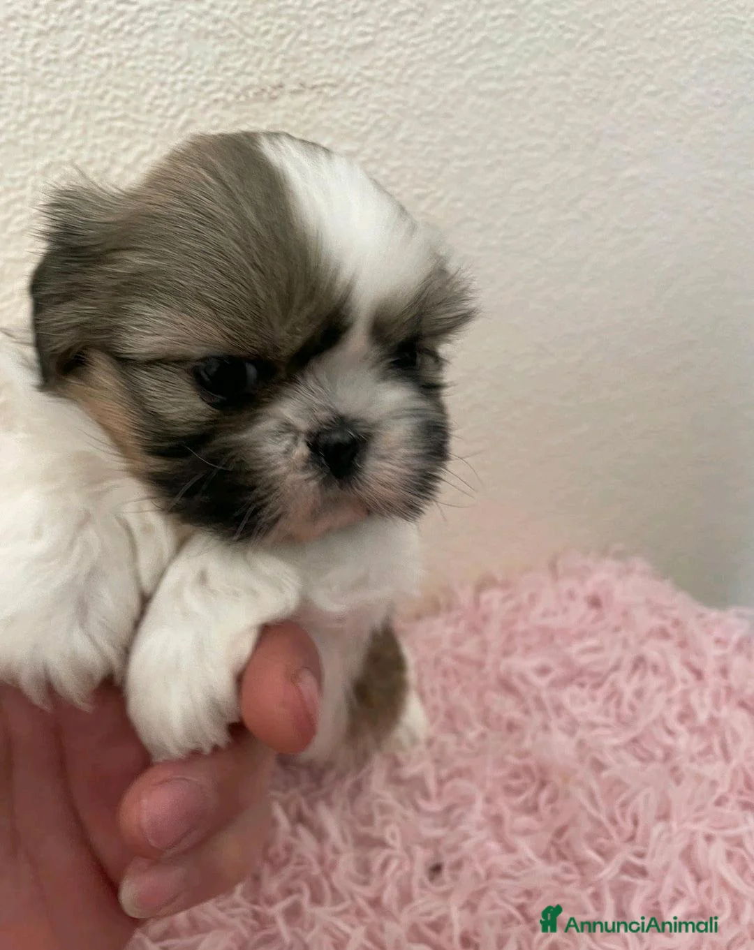 Shih Tzu cani in vendita: Cuccioli di Shih Tzu Imperiale a Città metropolitana di Milano - Annuncio 4