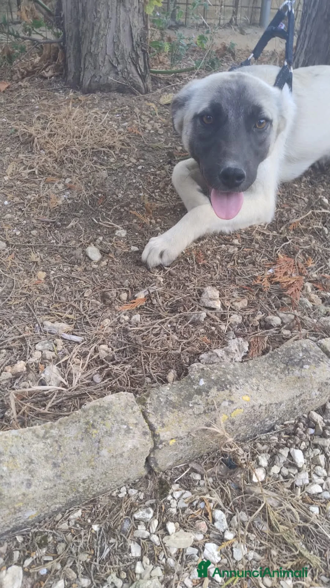 Meticcio cani in regalo: panda - Annuncio 2