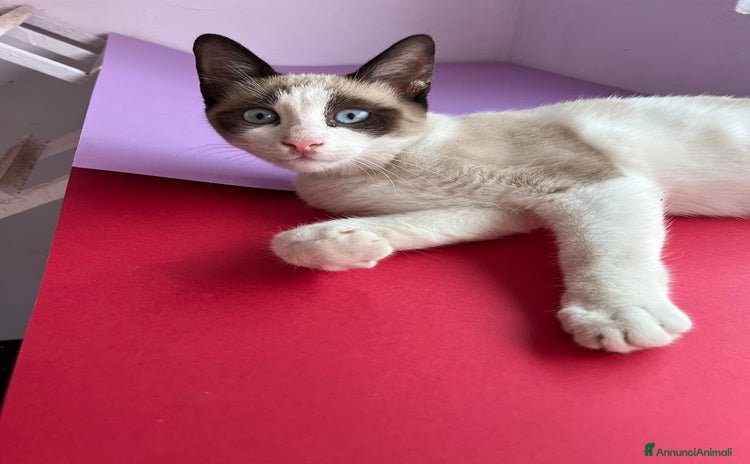 Siamese gatti - Annuncio 11
