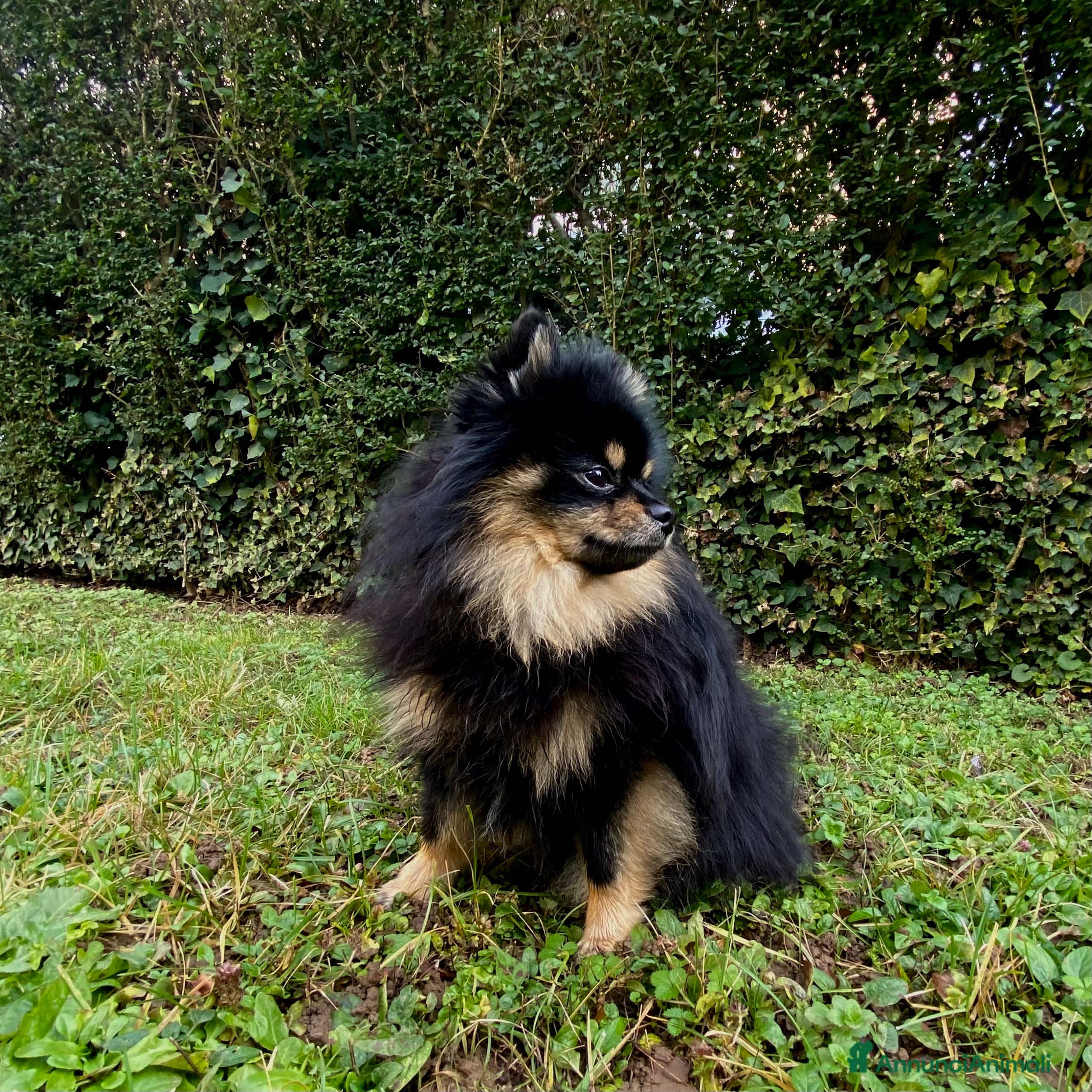 Spitz cani  SPITZ DI POMERANIA MASCHIO PER MONTA  - Annuncio 1