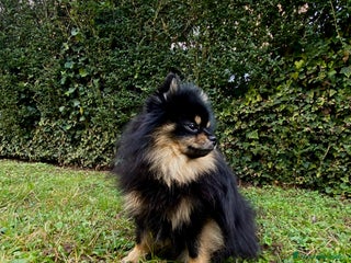 Spitz cani SPITZ DI POMERANIA MASCHIO PER MONTA - Annuncio 1