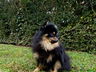 Spitz cani SPITZ DI POMERANIA MASCHIO PER MONTA - Annuncio 1