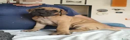 Alano cani in vendita: Cuccioli Alano Fulvi  - Annuncio 3