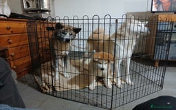 Akita Inu cani in vendita: Akita cuccioli a Provincia di Brindisi - Immagine 2