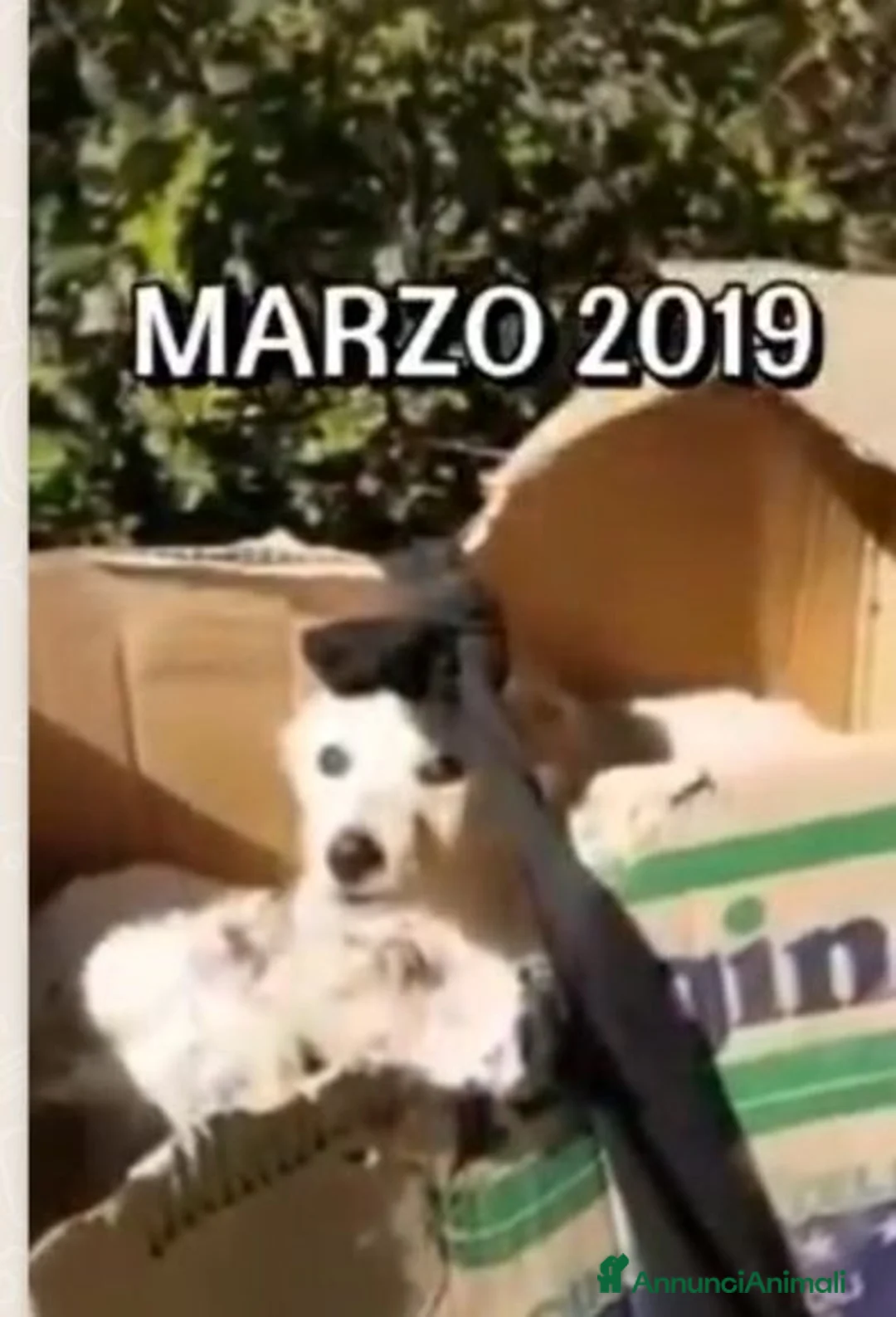 Meticcio cani in regalo: Mix Golden 7anni ENTRATO A 3MESI IN CANILE.CALABRI - Annuncio 2