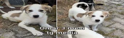 Meticcio cani in regalo: TANTI CUCCIOLI SOLI! a Provincia di Vicenza - Annuncio 7
