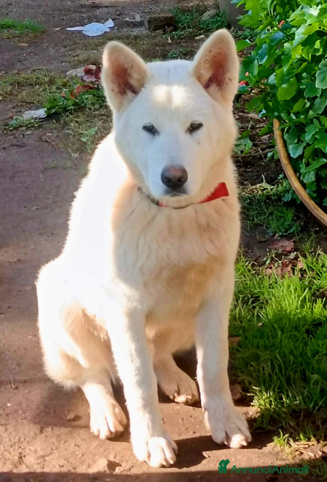 Meticcio cani in regalo: UNA MAMMA PER HIRO - Annuncio 7