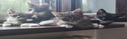 Meticcio gatti in regalo: Micetti in cerca di nuova casa a Provincia di Macerata - Annuncio 6