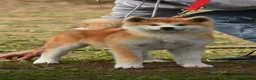 Akita Inu cani in vendita: Cucciolo Akita inu (Top Selection) a Città metropolitana di Roma Capitale - Annuncio 30