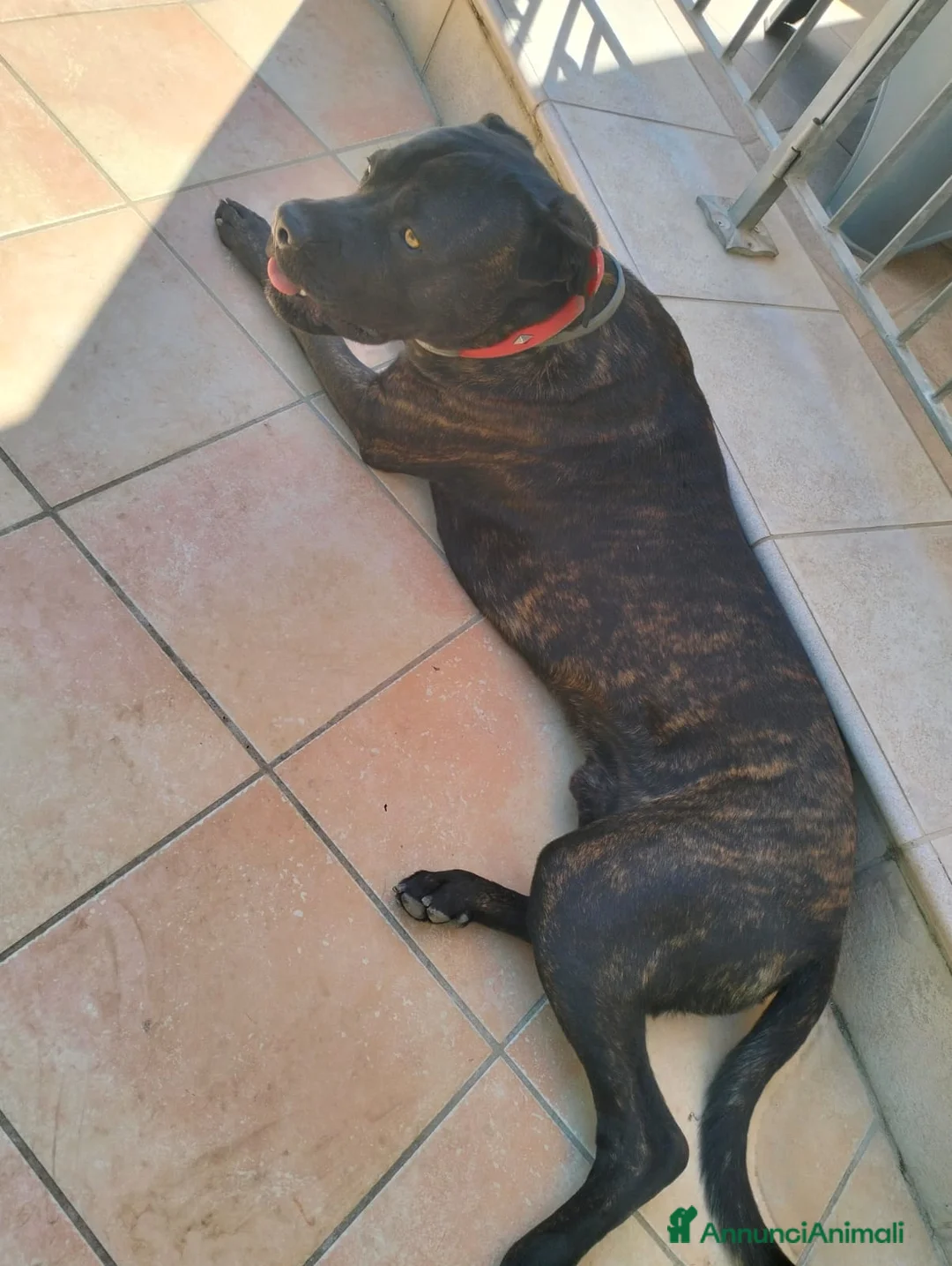 Cane Corso cani in regalo: Regalo cane corso  a Provincia di Taranto - Annuncio 2