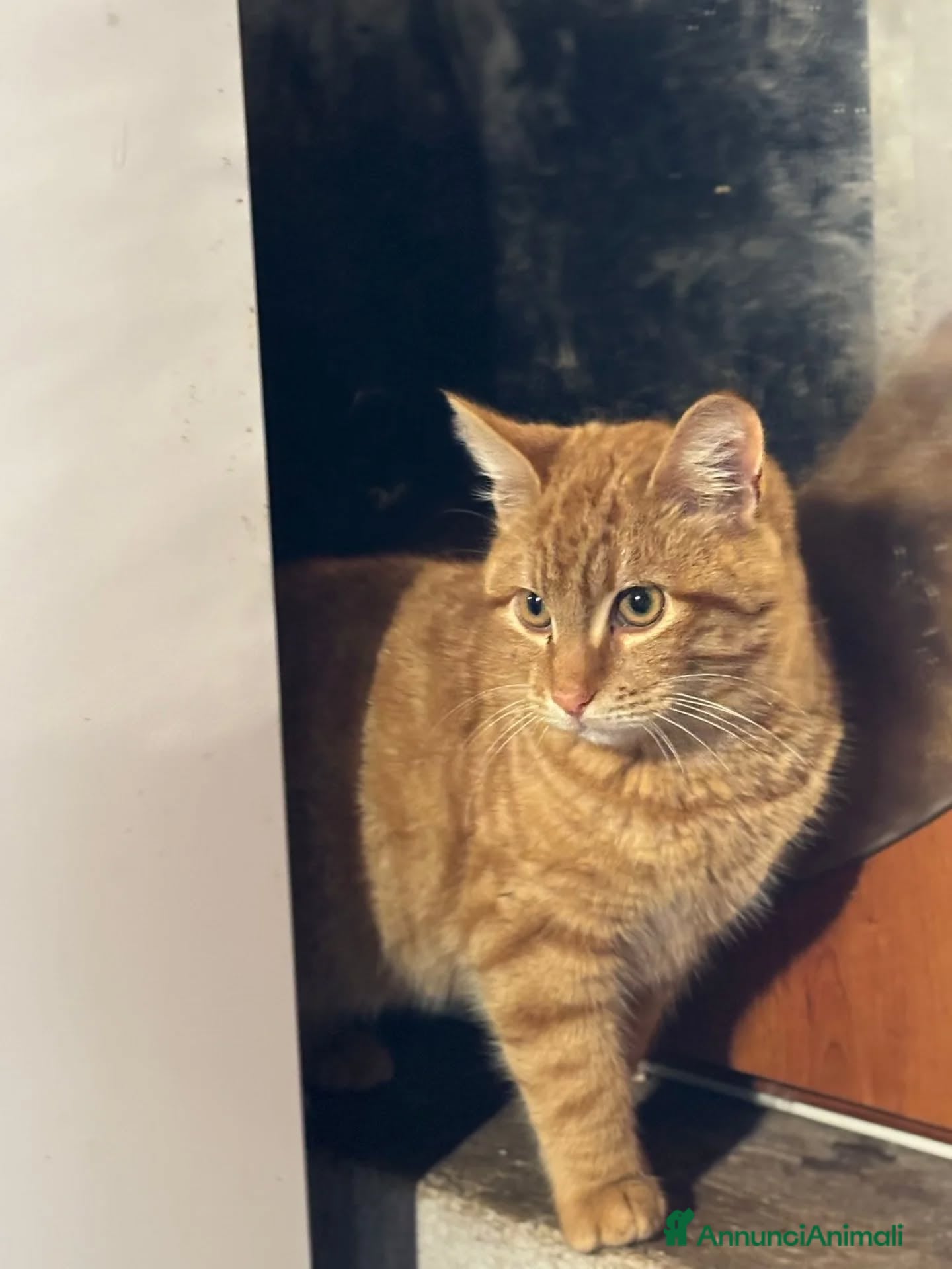 Europeo gatti LEONE dolce gattino 4 mesi cerca casa in adozione  - Annuncio 2