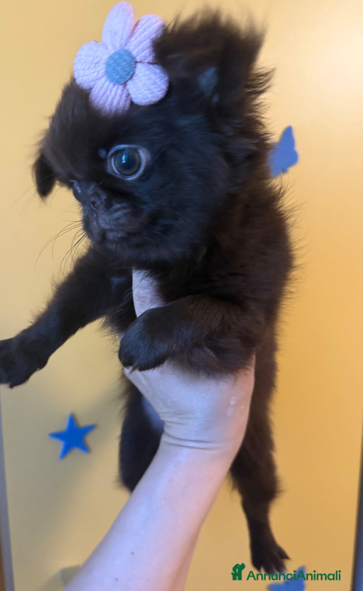 Chihuahua cani Chihuahua mini - Annuncio 3