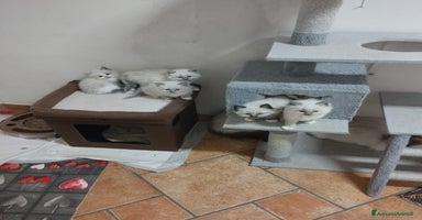 Ragdoll gatti a Provincia di Brescia - Annuncio 10