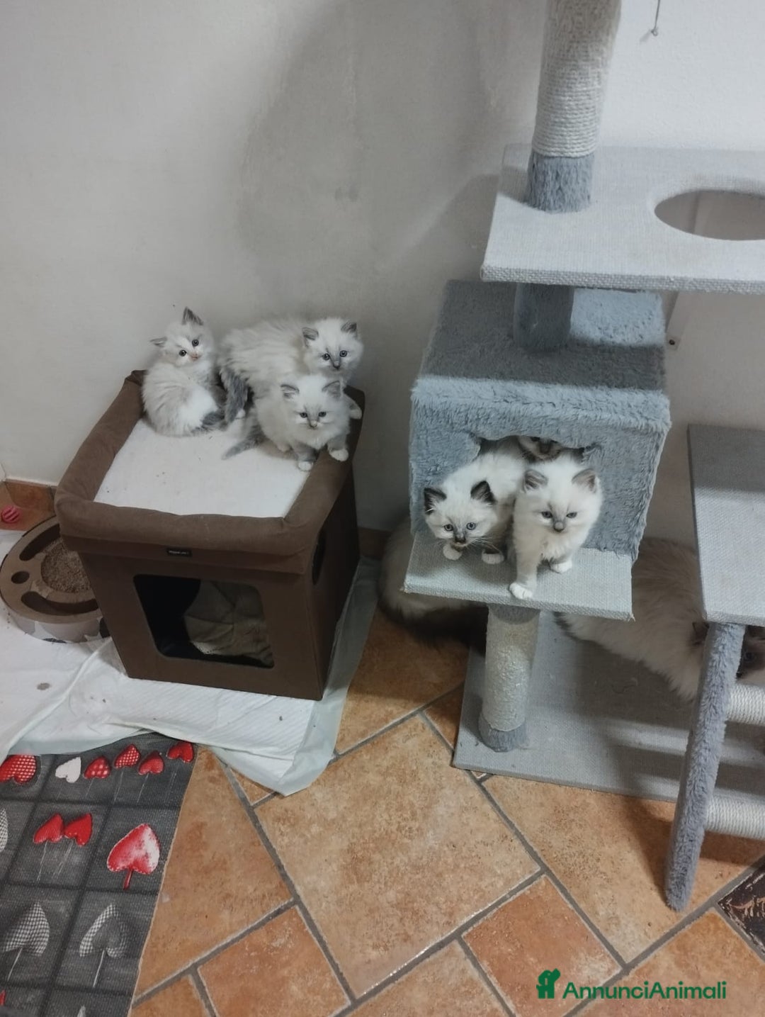 Ragdoll gatti in vendita: Ragdoll blu mitted a Provincia di Brescia - Immagine 3