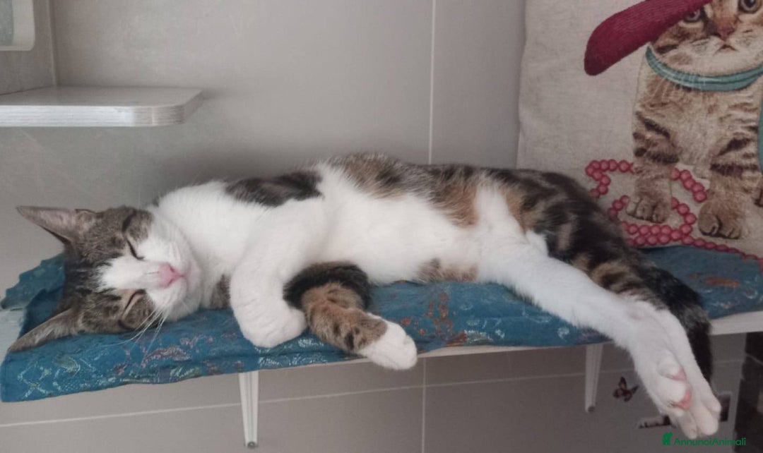 Europeo gatti in regalo: Affettuoso gattino da adottare, MICKY ! - Annuncio 6