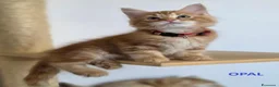 Siberiano gatti in vendita: Cucciola siberiana - Annuncio 2