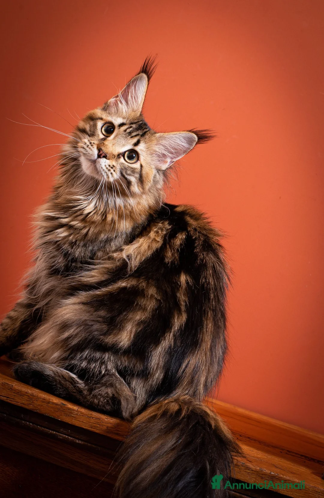 Maine Coon gatti in vendita: Gattina splendita dall'allevamento Mainemarie - Annuncio 2