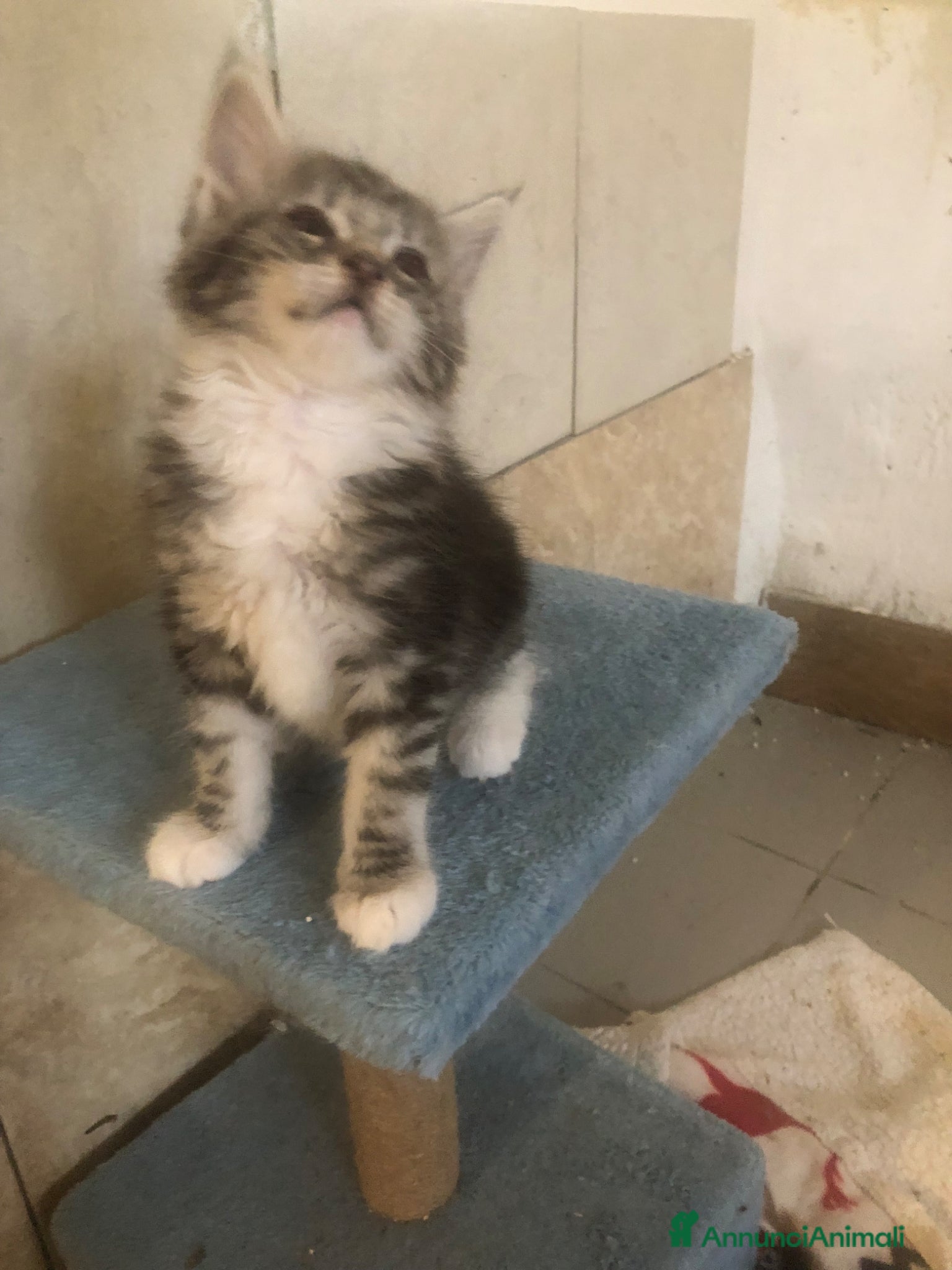 Maine Coon gatti in vendita: Disponibili cuccioli Maine Coon  - Annuncio 7