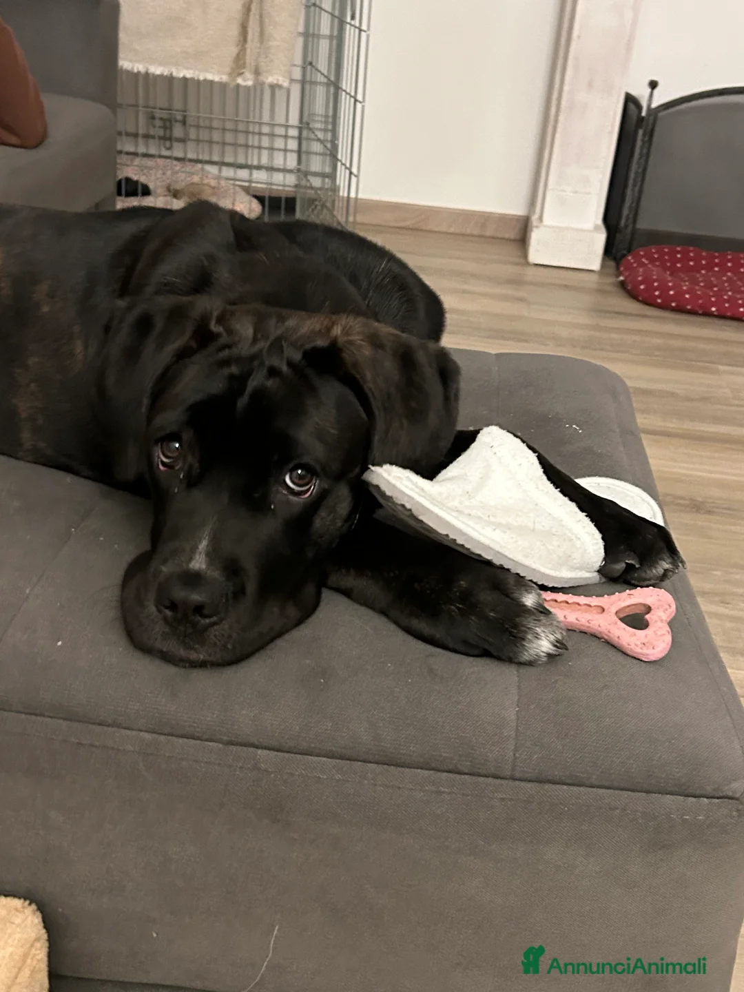 Cane Corso cani in regalo: Vendo bellissima cucciola di cane corso  - Annuncio 2