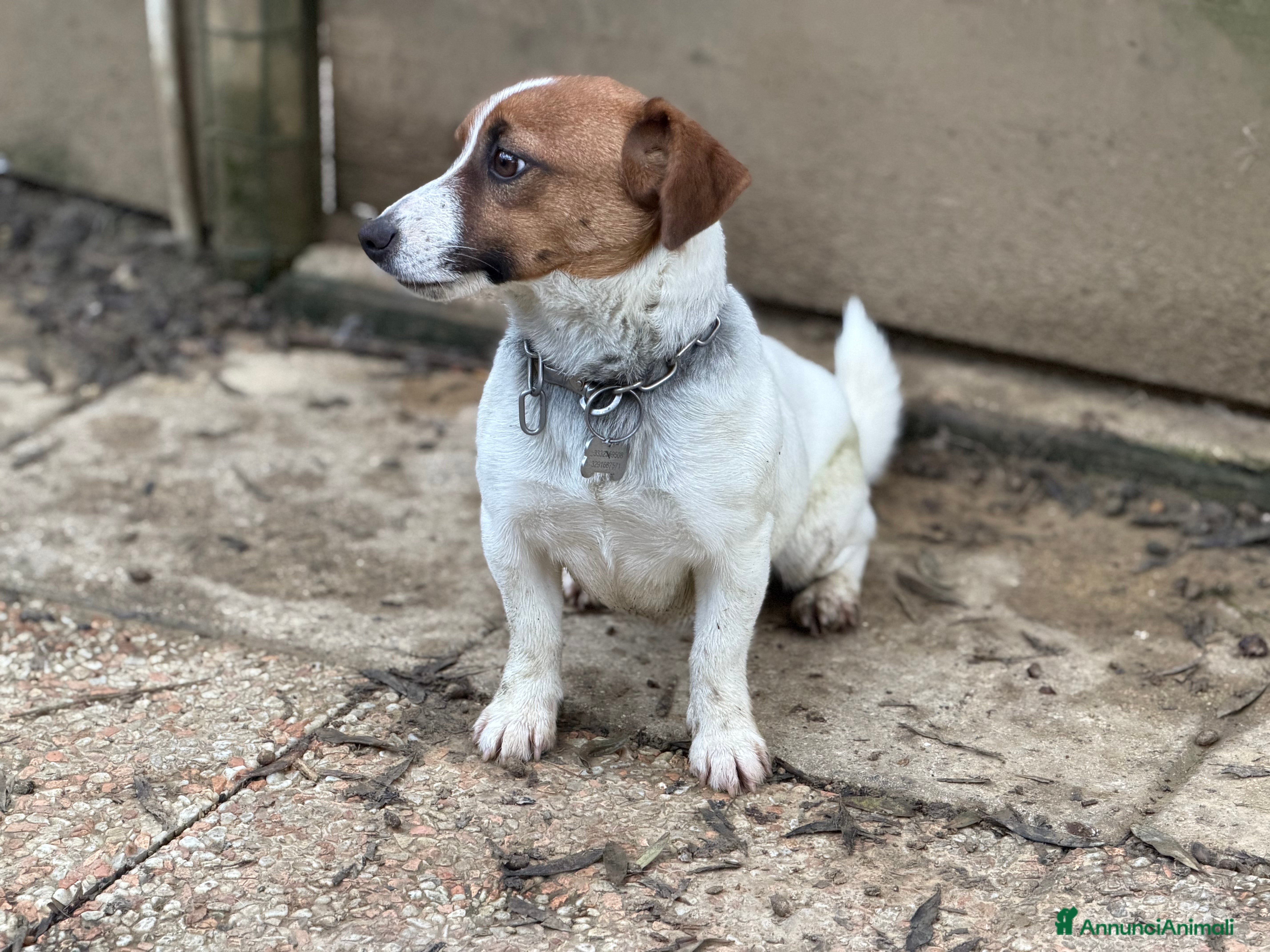 Jack Russell cani Cucciola Jack Russell  pelo liscio con pedigree - Annuncio 2