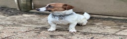 Jack Russell cani in vendita: Cucciola Jack Russell  pelo liscio con pedigree - Annuncio 2